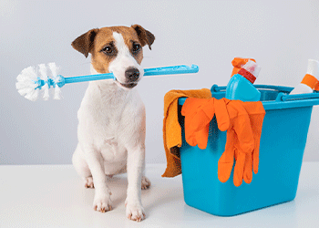 Productos de limpieza para el hogar que son amigables con tus mascotas